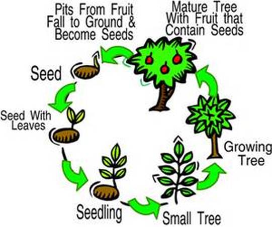 life-cycle-of-a-fruit-plant
